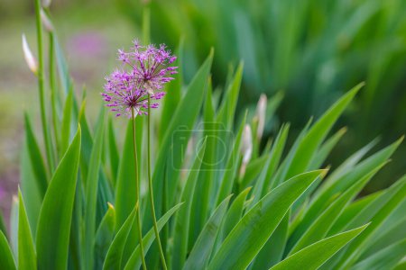 Photo for Flowers in the flowerbed Onion skoroda. Greening the urban environment. Background with selective focus and copy space - Royalty Free Image