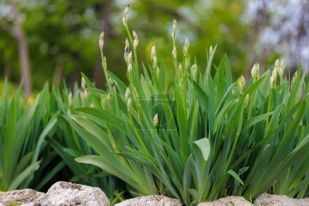 Photo for Stems in a flower bed Iris. Greening the urban environment. Background with selective focus - Royalty Free Image