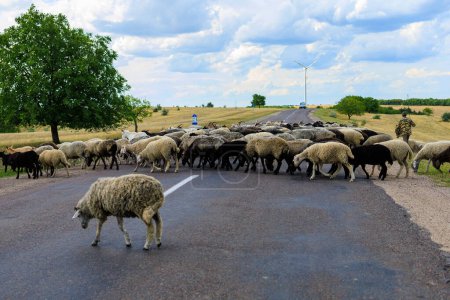 A herd of sheep crosses the road. Background with selective focus and copy space