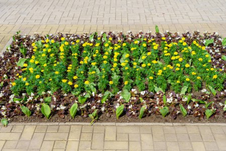 Foto de Flores en un macizo de flores Marigolds. La ecologización del medio ambiente urbano. Fondo con enfoque selectivo y espacio de copia - Imagen libre de derechos