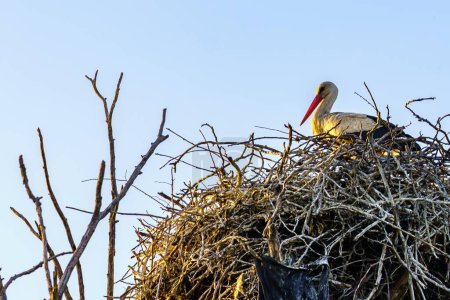 Storks in the nest close-up. Background with selective focus and copy space for text