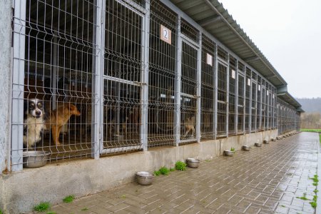 Dog in a dog shelter. Background with selective focus and copy space for text