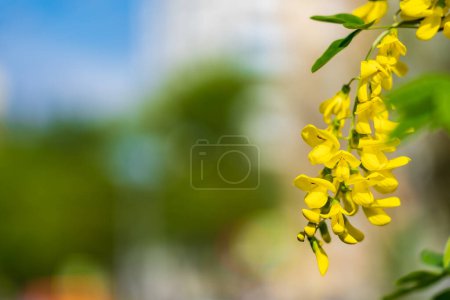 Fleurs sur l'arbre Bobovnik ou pluie dorée. Verdir l'environnement urbain. Contexte avec mise au point sélective et espace de copie