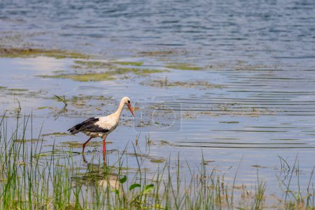 Der Storch jagt oder fischt auf dem Fluss. Hintergrund mit selektivem Fokus und Kopierraum
