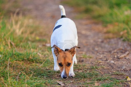 Ein süßer Jack Russell Terrier Hund geht im Park spazieren. Haustier-Porträt mit selektivem Fokus und Kopierraum für Text