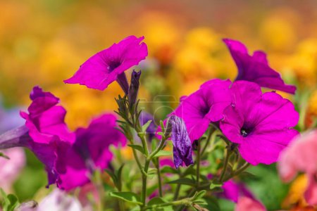 Very beautiful flowers in the flowerbed. Background with selective focus and copy space for text.