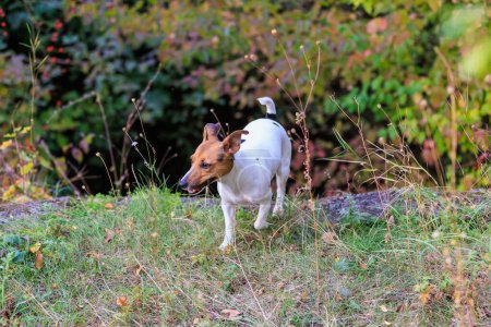 Téléchargez les photos : Un chien Jack Russell Terrier mignon court dans la nature. Portrait pour animaux de compagnie avec mise au point sélective et espace de copie pour texte - en image libre de droit