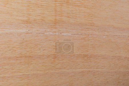 Light rough textured cut surface of an African tree. Wood background or blank for design. A graphic resource or underlay for text or labels.