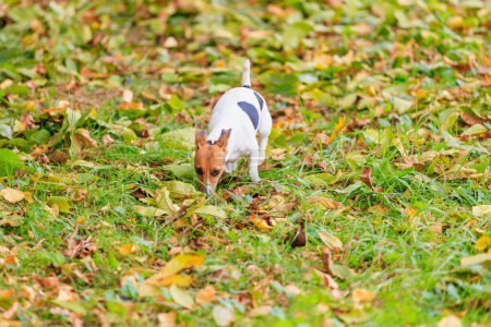 Foto de Un lindo perro Jack Russell Terrier pasea en la naturaleza. Retrato de mascotas con enfoque selectivo y espacio de copia para texto - Imagen libre de derechos