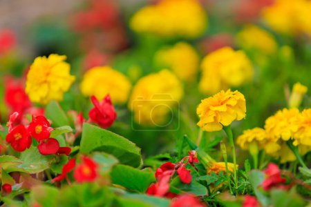 Fleurs dans un lit de fleurs Marigold. Verdir l'environnement urbain. Contexte avec mise au point sélective et espace de copie
