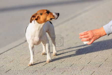 Der Besitzer gibt einem Jack Russell Terrier Hund bei einem Spaziergang auf der Straße Wasser. Tierporträt mit selektivem Fokus und Kopierraum für Text