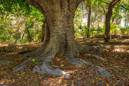 Téléchargez les photos : Le tronc d'un très vieil arbre. Fond avec mise au point sélective et espace de copie pour le texte - en image libre de droit