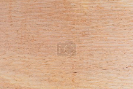 Light rough textured cut surface of an African tree. Wood background or blank for design. A graphic resource or underlay for text or labels.