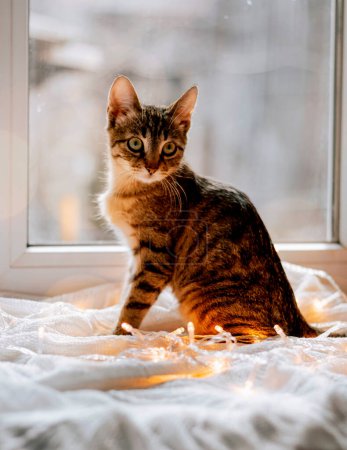Foto de Un gatito rayado en la ventana juega con una guirnalda. Día de invierno acogedor en casa. gato doméstico mira por la ventana. - Imagen libre de derechos