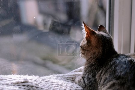 Foto de Lindo gatito de rayas se sienta en el alféizar de la ventana y mira por la ventana. Gato en una manta. Copiar espacio. El gatito del alféizar de la ventana mira por la ventana. - Imagen libre de derechos
