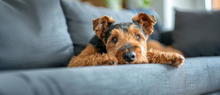 Téléchargez les photos : Airedale terrier chien est couché sur un canapé confortable dans un salon moderne. Photo de haute qualité - en image libre de droit
