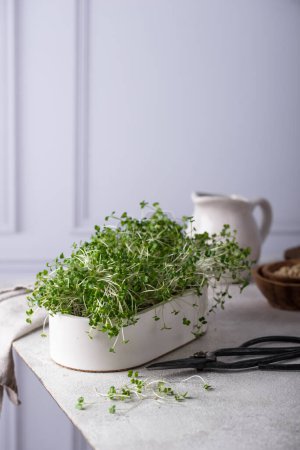 Foto de Microgreen en envase de cultivo, alimentos saludables de moda de la vitamina - Imagen libre de derechos