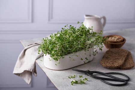 Foto de Microgreen en envase de cultivo, alimentos saludables de moda de la vitamina - Imagen libre de derechos