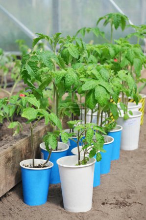 Foto de Cultivar plántulas de tomate en vasos de papel. Concepto de jardinería orgánica propia. - Imagen libre de derechos