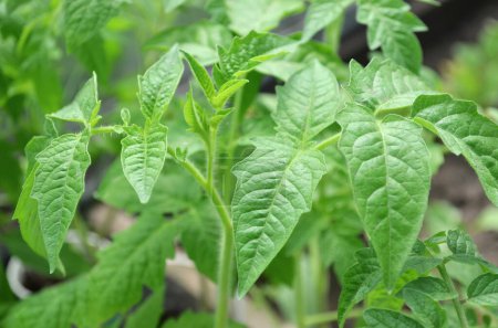 Téléchargez les photos : Jeunes feuilles vertes de plants de tomate en gros plan. Concept de jardinage biologique. - en image libre de droit