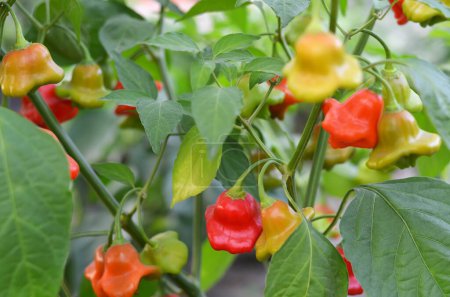 Téléchargez les photos : Culture de piment rouge appartenant à l'espèce Capsicum baccatum, dont les fruits sont en forme de cloche. - en image libre de droit