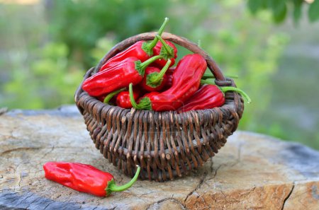 Téléchargez les photos : Piment rouge légèrement piquant Pepperoncini Grec de l'espèce Capsicum annuum dans un panier en osier. - en image libre de droit