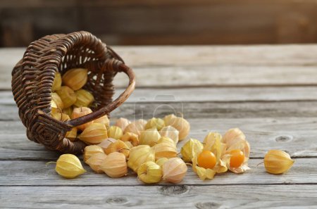 Foto de Frutos maduros de physalis peruana en cálices secos esparcidos junto a una canasta de mimbre sobre una vieja mesa de madera. - Imagen libre de derechos