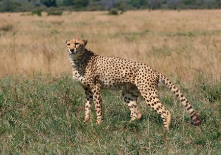 Wild cheetah outdoors in nature.