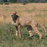 Wild cheetah outdoors in nature.
