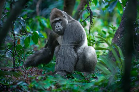 Adult male gorilla in the jungle, captured in its natural