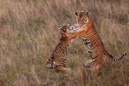 Foto de Tigre adulto salvaje en su naturaleza - Imagen libre de derechos