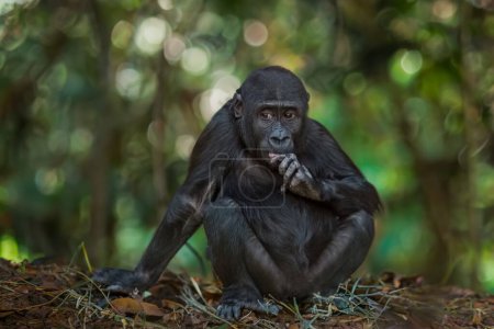 Foto de Jóvenes gorilas negros adultos en la naturaleza - Imagen libre de derechos