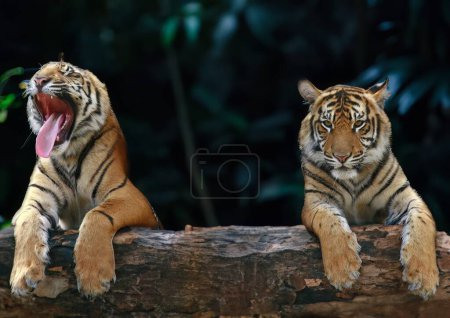 Foto de Tigres adultos salvajes en su naturaleza - Imagen libre de derechos