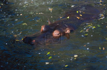Photo for Hippo's head submerged underwater in the wilderness. - Royalty Free Image