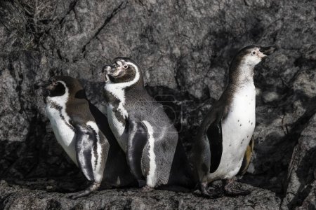 Téléchargez les photos : Pingouin sauvage à l'extérieur pendant la journée. - en image libre de droit