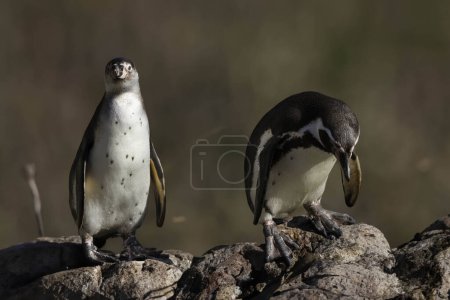 Foto de Pingüino salvaje al aire libre durante el día. - Imagen libre de derechos