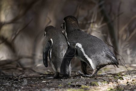 Téléchargez les photos : Pingouin sauvage à l'extérieur pendant la journée. - en image libre de droit