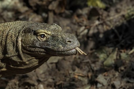 Téléchargez les photos : Tête d'un dragon sauvage Komodo - en image libre de droit