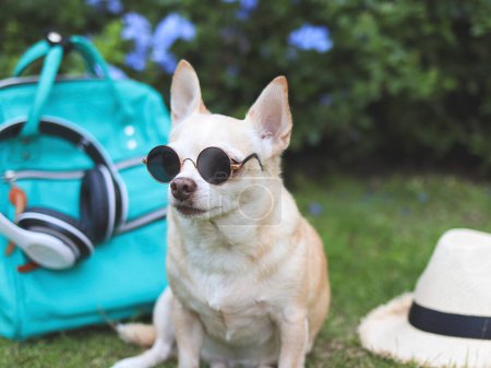 Téléchargez les photos : Portrait d'un chien chihuahua brun aux cheveux courts portant des lunettes de soleil assises avec des accessoires de voyage, un sac à dos, un casque et un chapeau dans le jardin avec des fleurs violettes. voyager avec un concept animal. - en image libre de droit