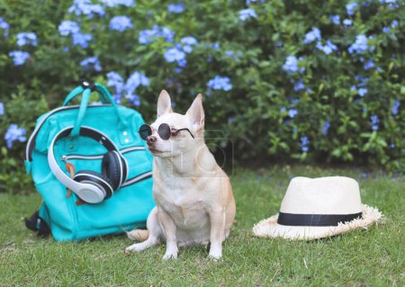 Téléchargez les photos : Portrait d'un chien chihuahua brun aux cheveux courts portant des lunettes de soleil assis avec des accessoires de voyage, un sac à dos et un casque et un chapeau dans le jardin avec des fleurs violettes. voyager avec un concept animal. - en image libre de droit