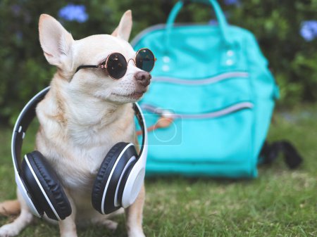 Porträt eines braunen Chihuahua-Hundes mit kurzen Haaren und Sonnenbrille und Kopfhörer um den Hals, der mit einem Rucksack im Garten mit lila Blumen sitzt. Reisen mit tierischem Konzept.