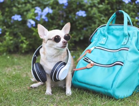 Téléchargez les photos : Portrait de chien chihuahua brun aux cheveux courts portant des lunettes de soleil et des écouteurs autour du cou assis avec un sac à dos dans le jardin avec des fleurs violettes. voyager avec un animal. - en image libre de droit