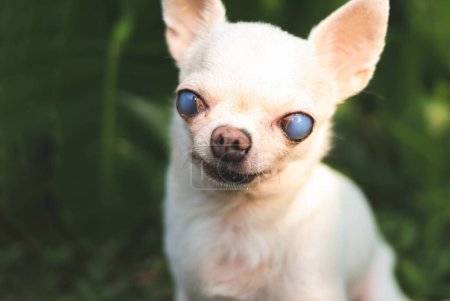 Photo for Close up image  of old  chihuahua dog with blind eyes sitting in the garden with morning sunlight. - Royalty Free Image