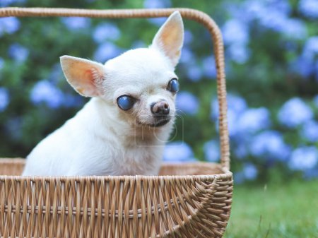 Photo for Portrait of old  chihuahua dog with blind eyes sitting in basket in beautiful garden with purple flowers. - Royalty Free Image