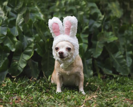 Porträt eines braunen Chihuahua-Hundes mit kurzen Haaren und einem Stirnband im Osterhasenkostüm, der auf grünem Gras im Garten sitzt und in die Kamera blickt.