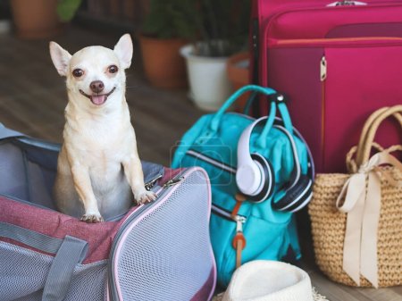 Portrait of brown chihuahua dog standing  in traveler pet carrier bag with travel accessories smiling and looking at camera, ready to travel. Safe travel with animals.