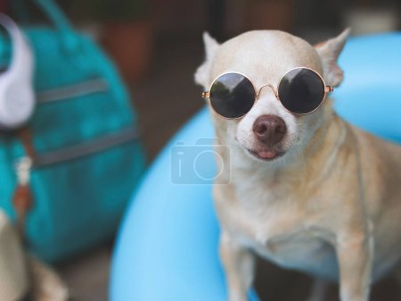 Portrait of a happy  brown short hair chihuahua dog wearing sunglasses, standing  in blue swimming ring with travel accessories, straw hat, backpack and headphones. Poster 651080112