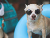 Portrait of a happy  brown short hair chihuahua dog wearing sunglasses, standing  in blue swimming ring with travel accessories, straw hat, backpack and headphones. Poster #651080112