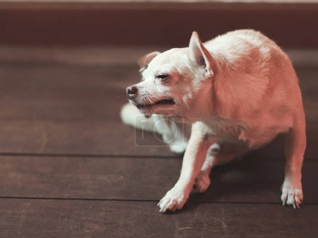Porträt eines braunen Chihuahua-Hundes, der auf dem Holzboden im Zimmer kratzt.