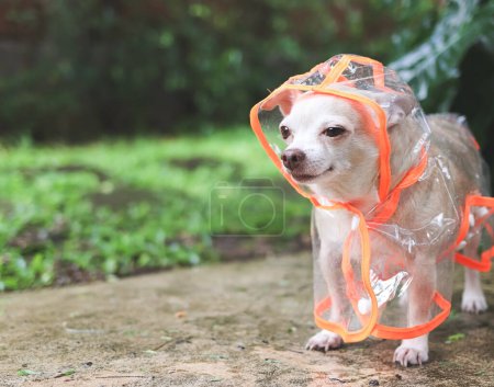 Foto de Retrato de perro chihuahua de pelo corto marrón con capucha impermeable de pie en el suelo de cemento en el jardín, mirando de lado. - Imagen libre de derechos